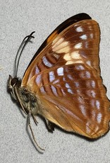 Adelpha irma nadja M A1 Peru