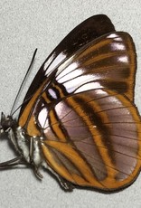 Adelpha epione agilla M A1 Peru