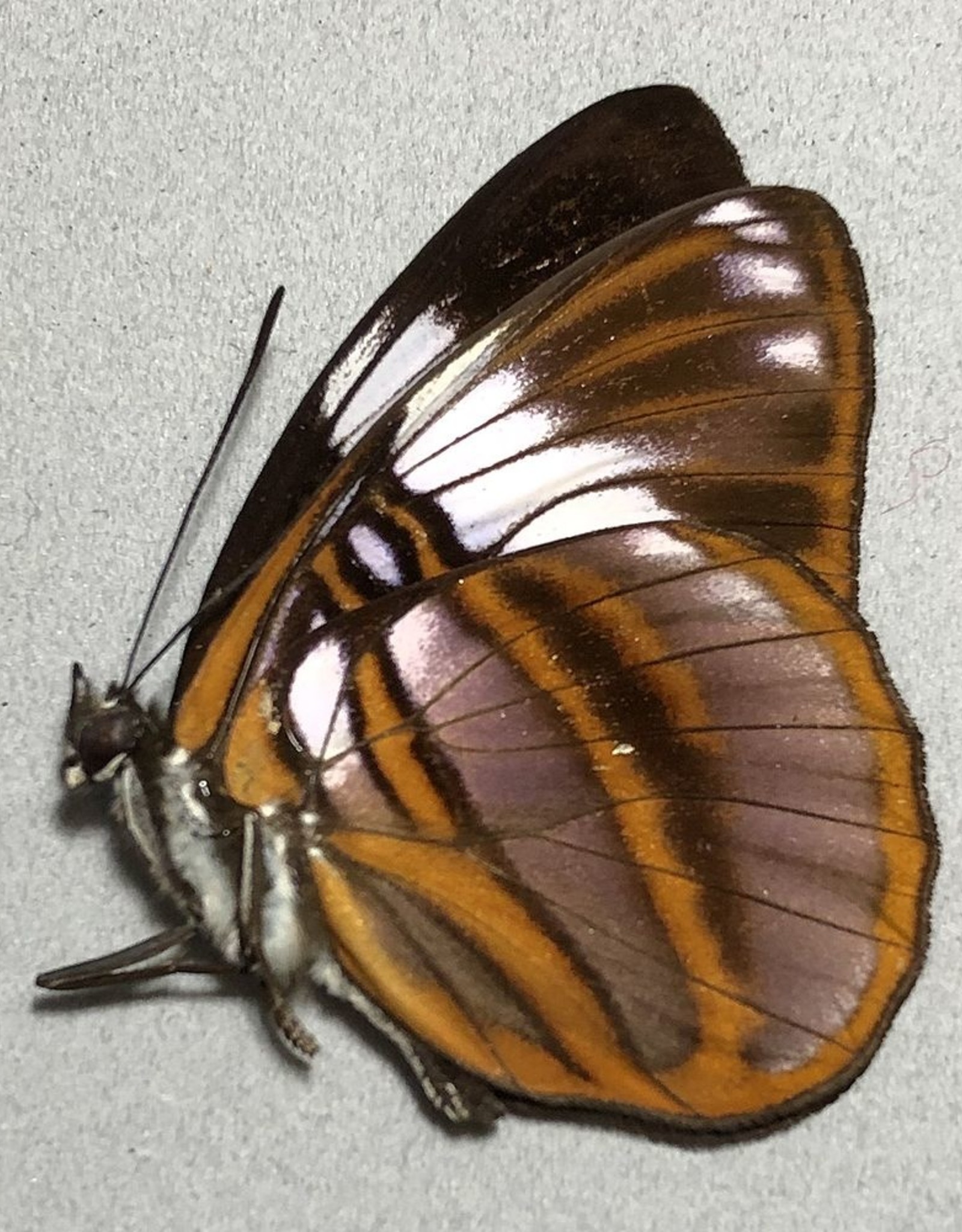 Adelpha epione agilla M A1 Peru