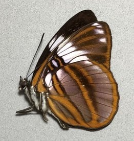 Adelpha epione agilla M A1 Peru