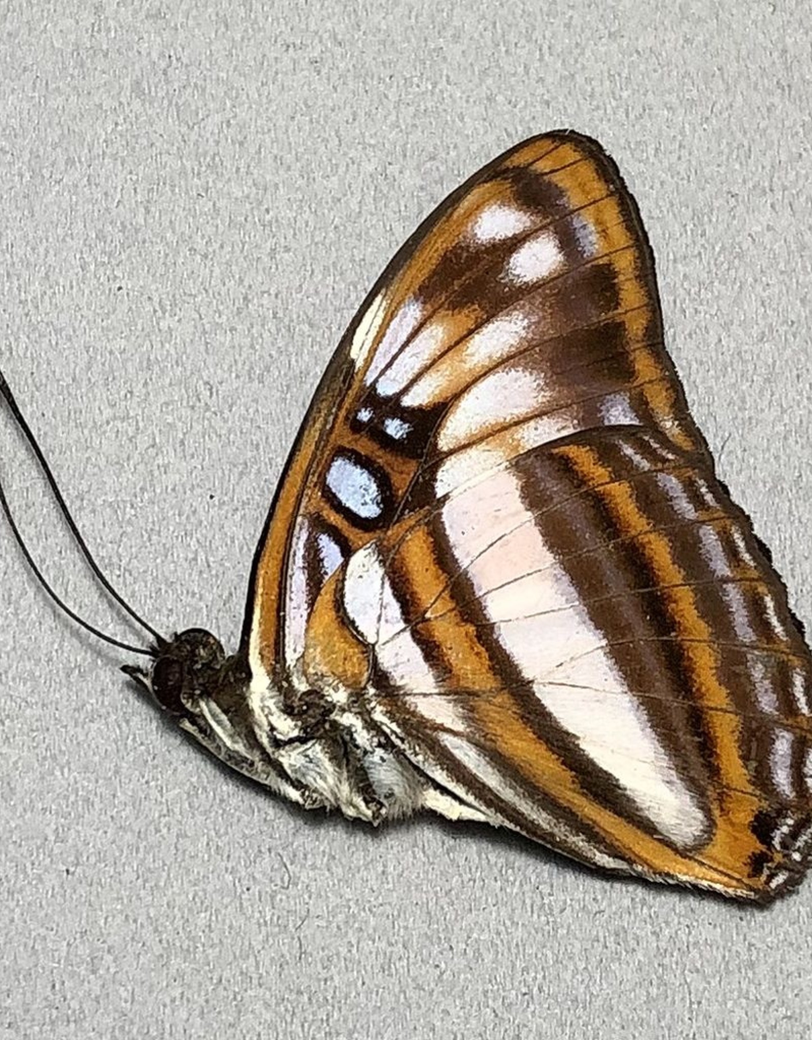 Adelpha attica lesbia F A1 Peru