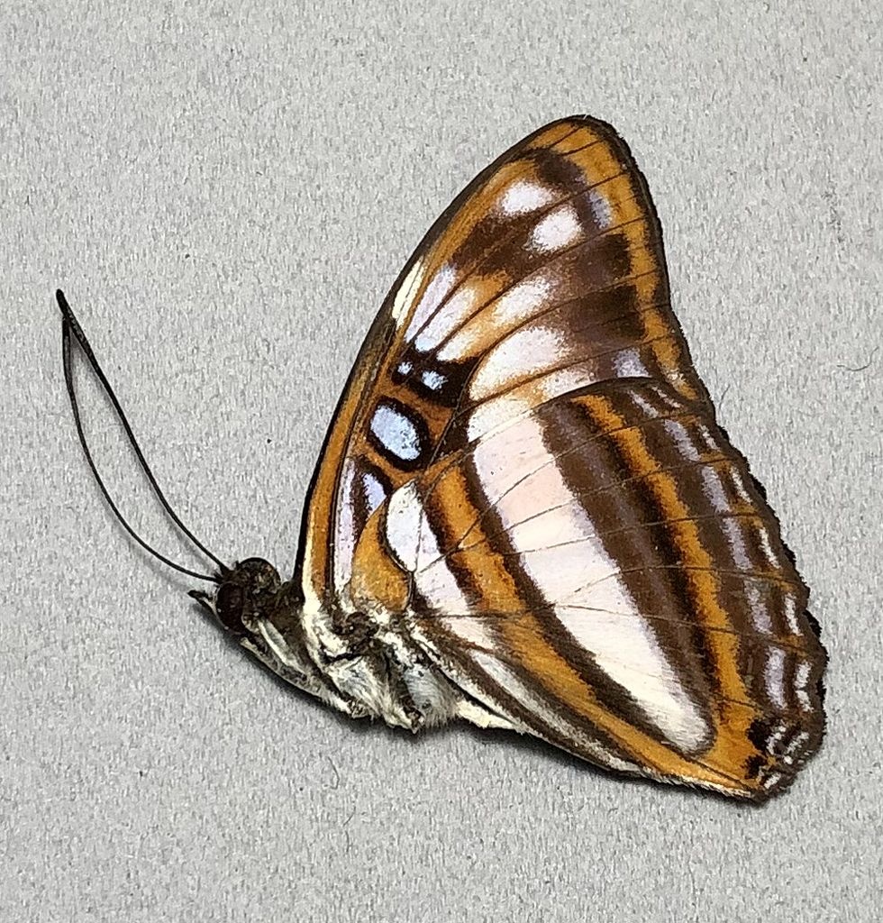 Adelpha attica lesbia F A1 Peru - Butterfly Art Inc.