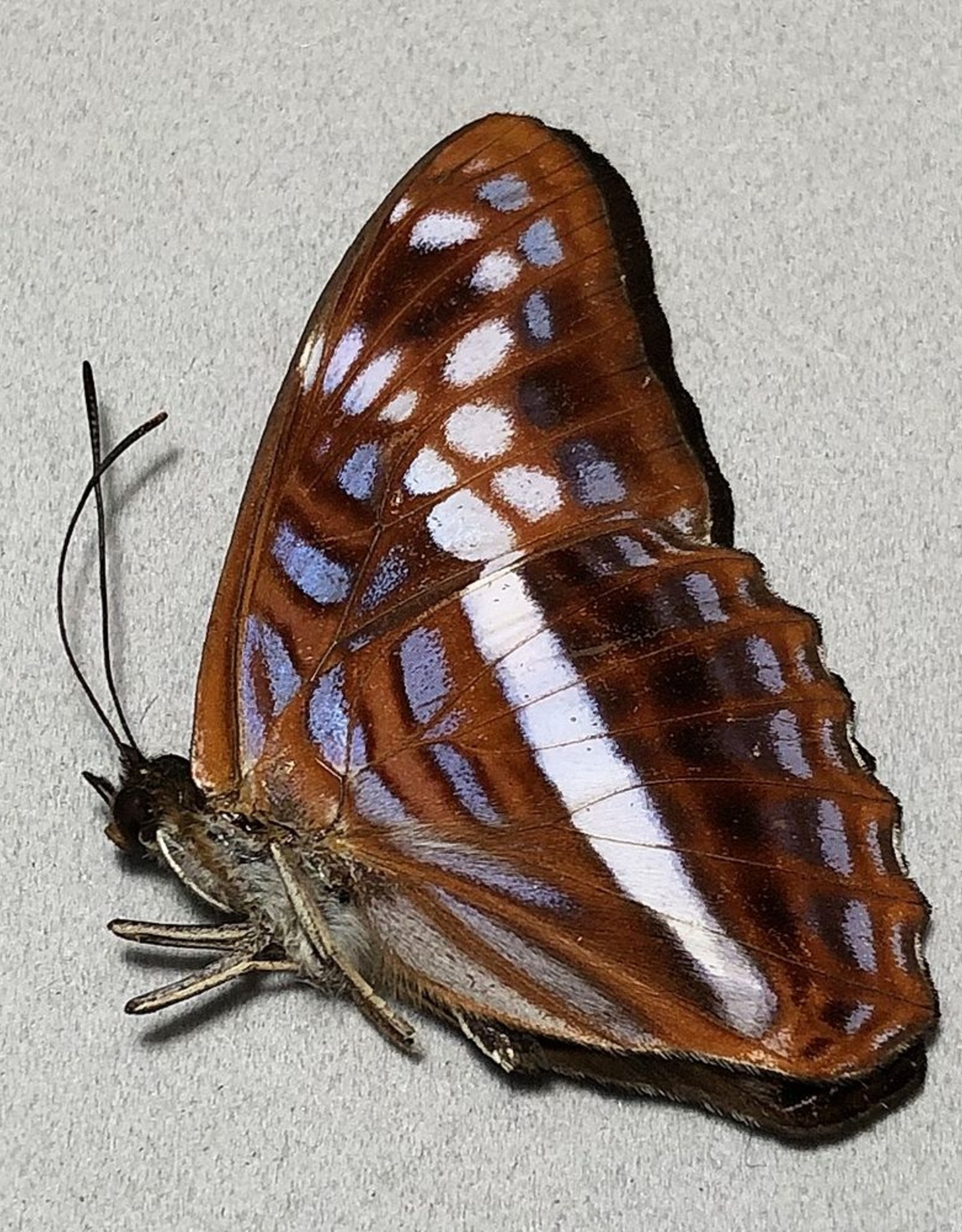 Adelpha sichaeus M A1 Peru