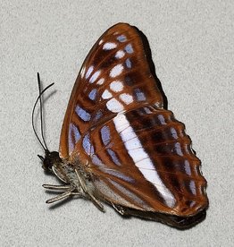 Adelpha sichaeus M A1 Peru