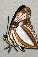 Adelpha serpa godmani M A1 Peru