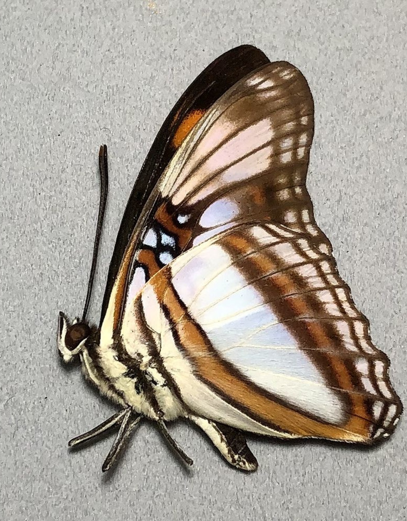 Adelpha serpa godmani M A1 Peru