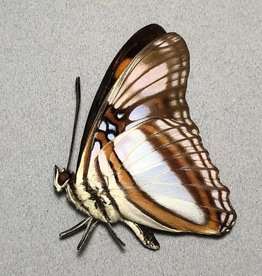 Adelpha serpa godmani M A1 Peru