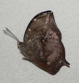 Memphis (=Anaea) cerealia M A1 Peru
