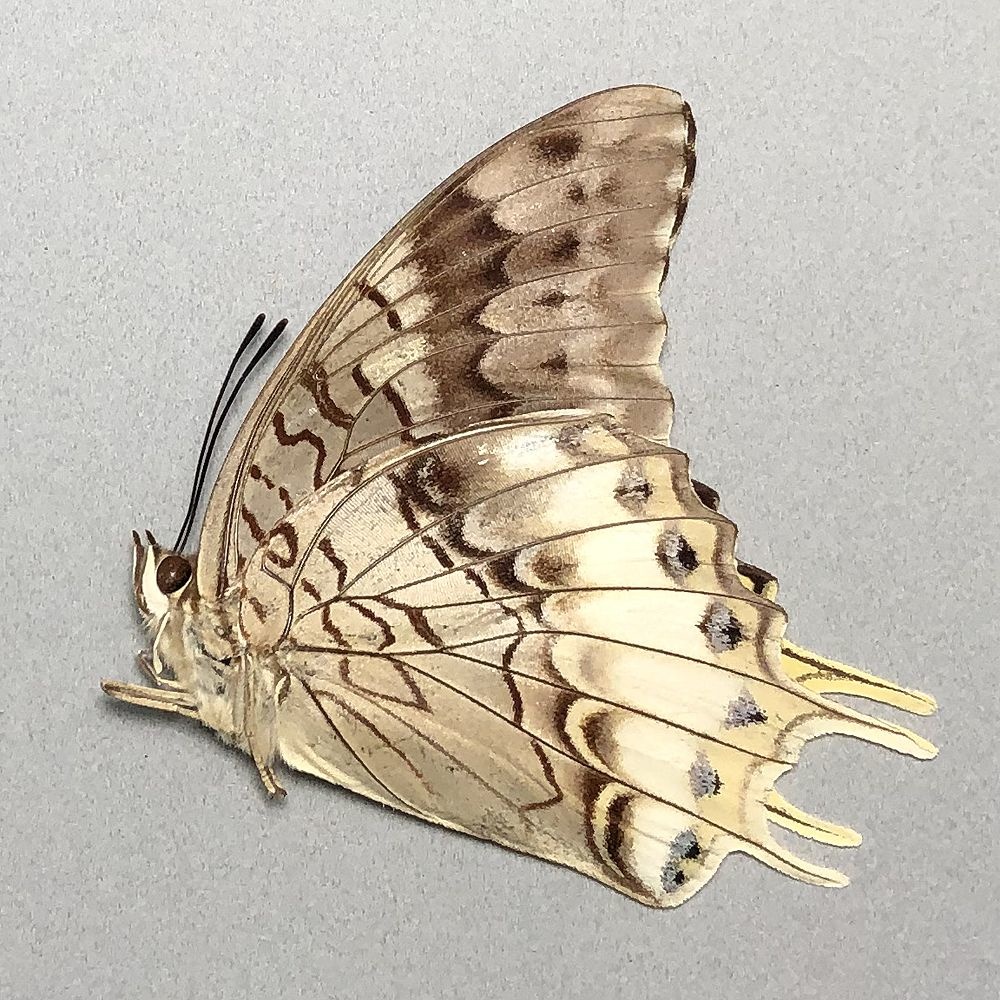 charaxes-orilus-f-a1-timor-