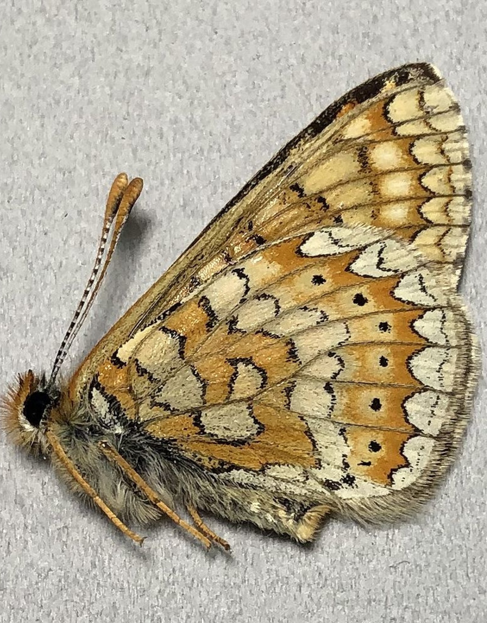 Euphydryas aurinia PAIR A1 Byurakan, Armenia