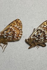 Boloria polaris polaris PAIR A1 Canada