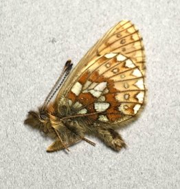 Boloria eunomia denali M A1 Canada