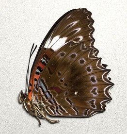 Cethosia chrysippe M A1 PNG