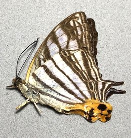 Cyrestis maenalis M A1 Philippines