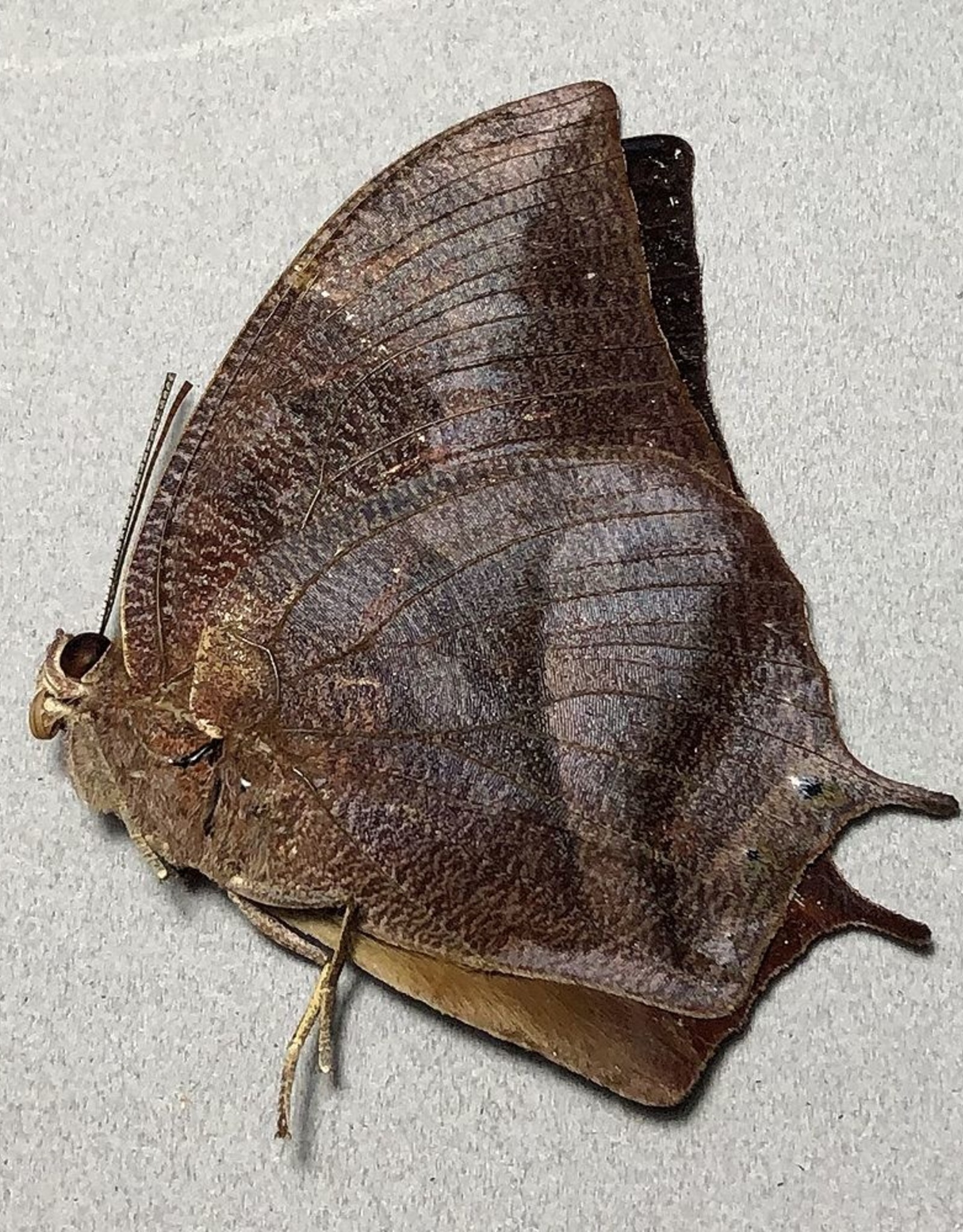 Fountainea (=Anaea) eurypyle confusa M A1 Peru