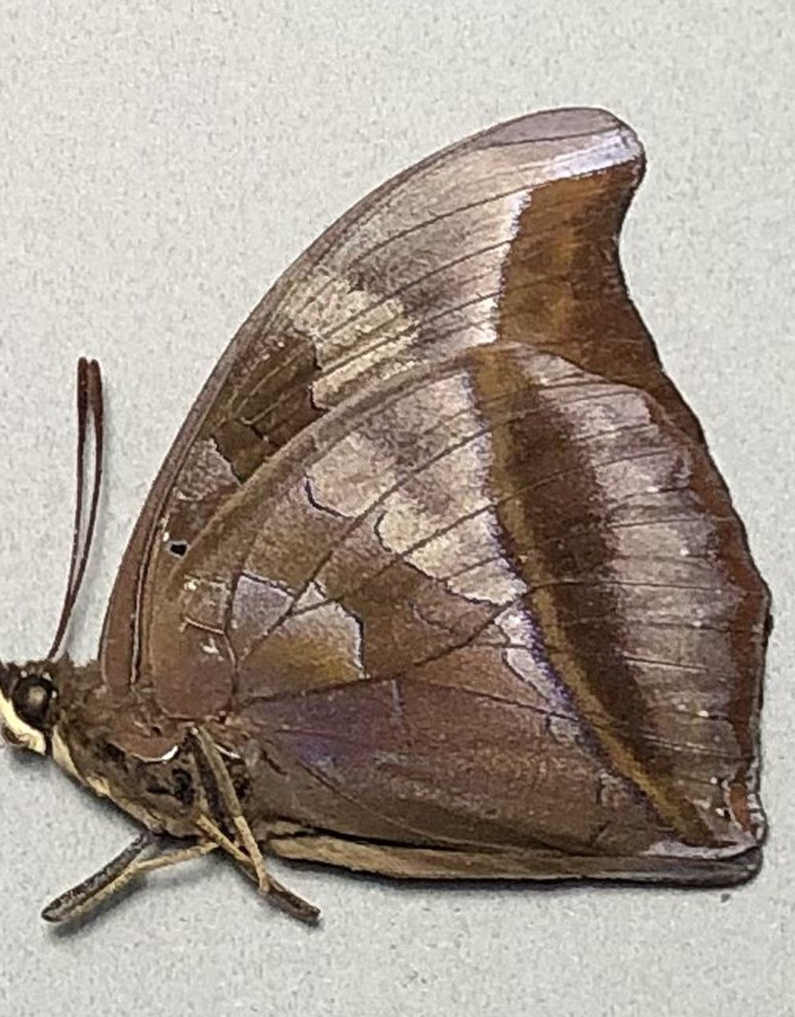 Charaxes laodice M A1 CAR