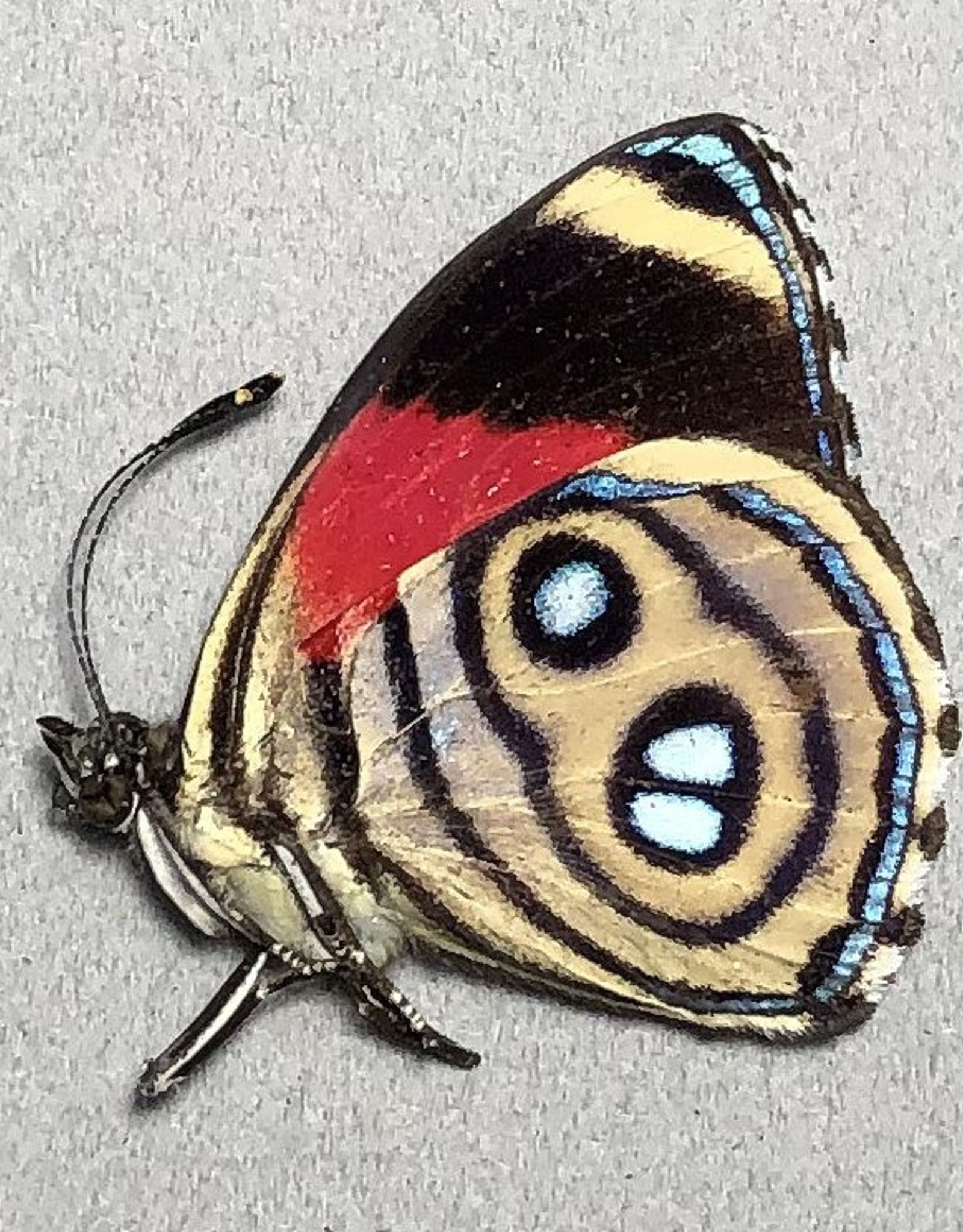Callicore hystaspes f. hystaspes M A1Caranavi,  Bolivia