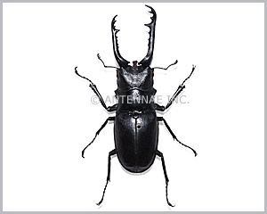 標本 Flores Is Prosopocoilus girafa 110mm Prosopocoilus giraffa - Wikipedia