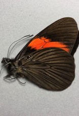 Pereute callinira M A1 Bolivia