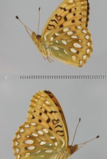 Speyeria mormonia eurynome PAIR A1- Canada