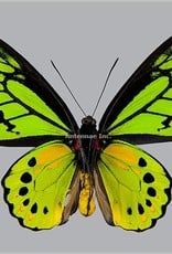 Ornithoptera akakeae akakeae M A1- Indonesia SPREAD SPECIMEN