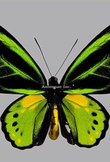 Ornithoptera akakeae akakeae M A1- Indonesia SPREAD SPECIMEN