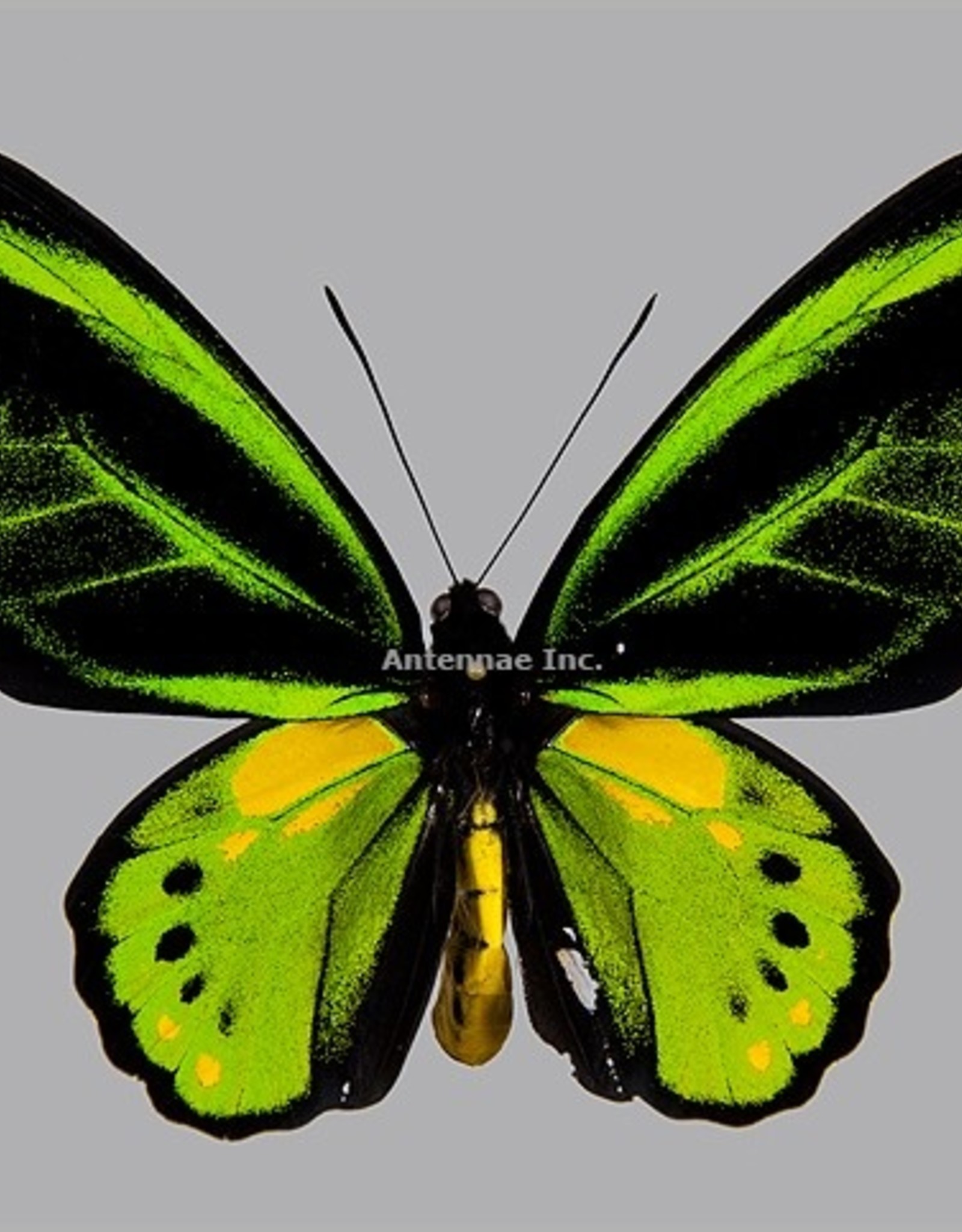 Ornithoptera akakeae akakeae M A1- Indonesia SPREAD SPECIMEN