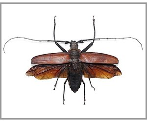 callipogon-enopluceros-