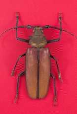 Callipogon (Enopluceros) armillatus M A1 Peru 9.5 cm