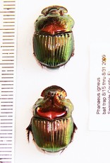 Phanaeus igneus PAIR A1 USA 1.3-1.5 cm
