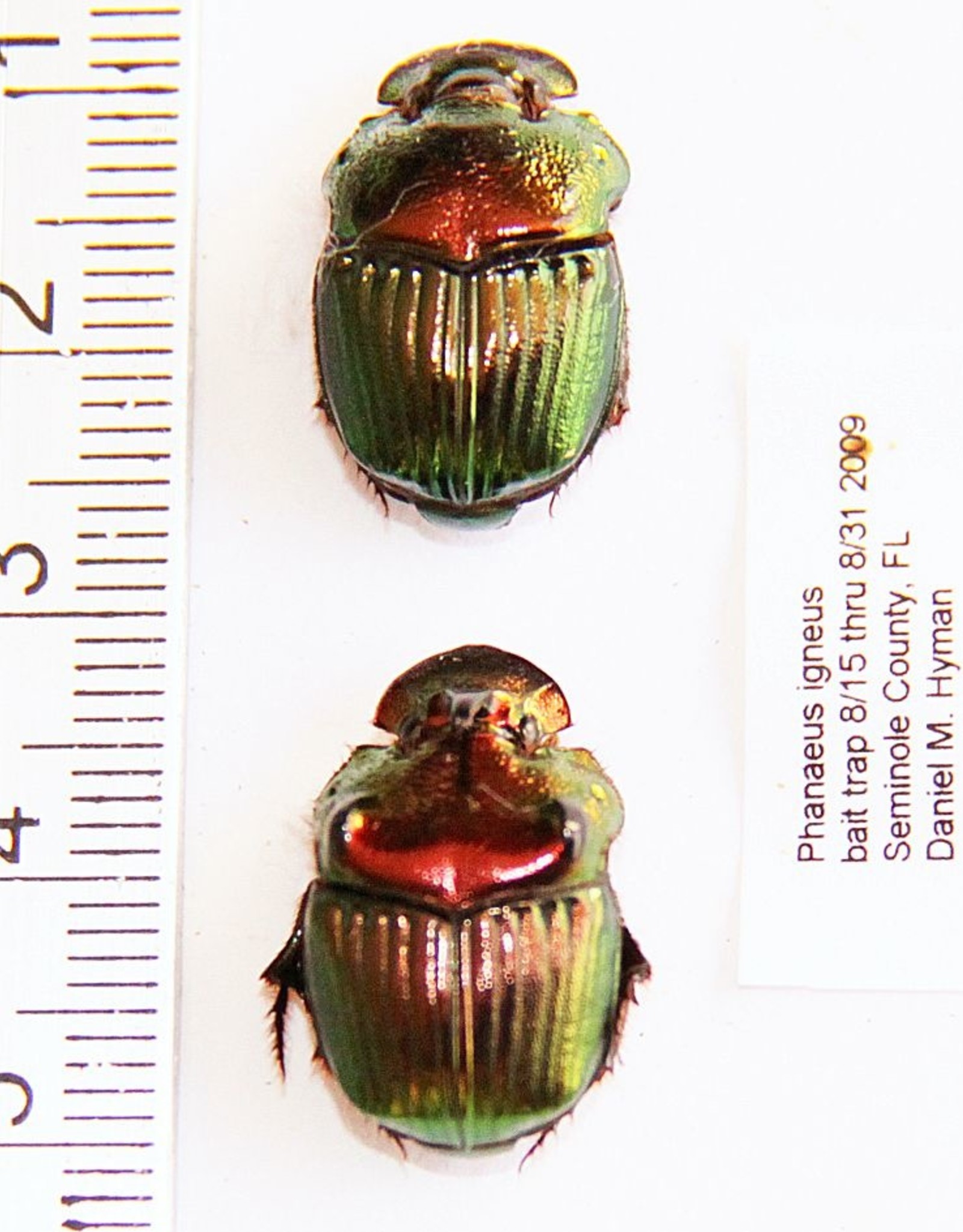 Phanaeus igneus PAIR A1 USA 1.3-1.5 cm