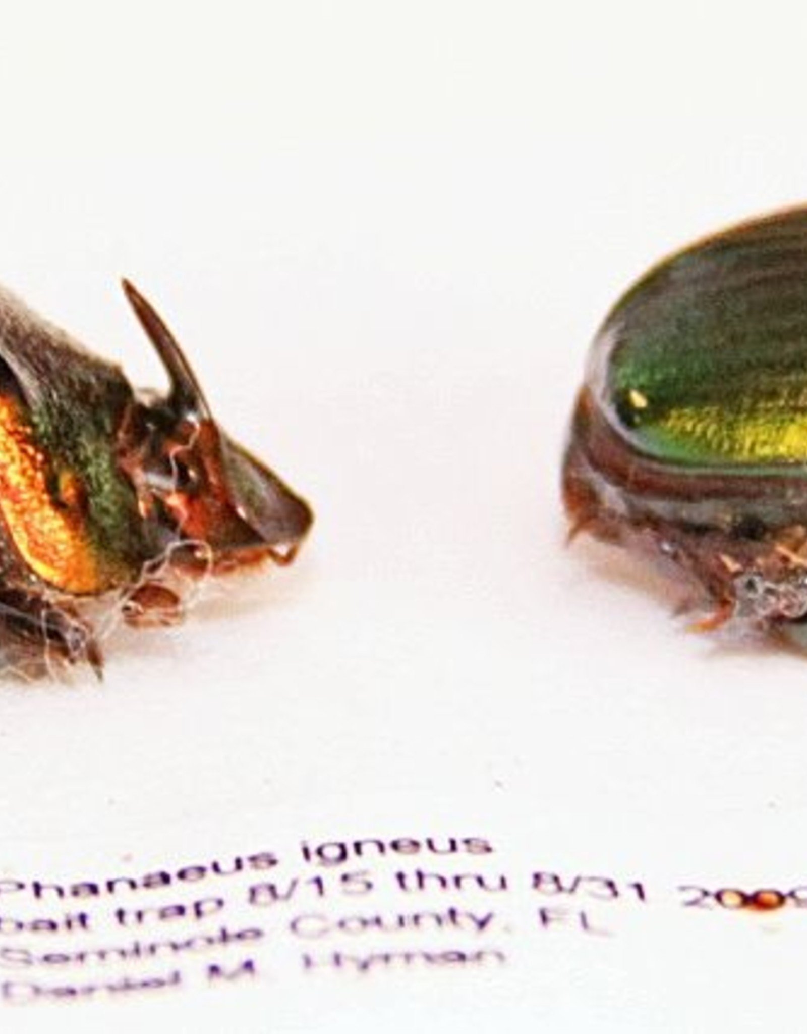 Phanaeus igneus PAIR A1 USA 1.3-1.5 cm