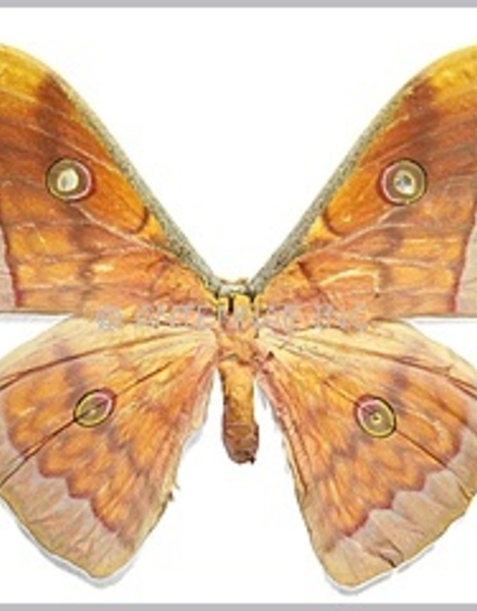 Antheraea frithi pedonculata M A1 Thailand