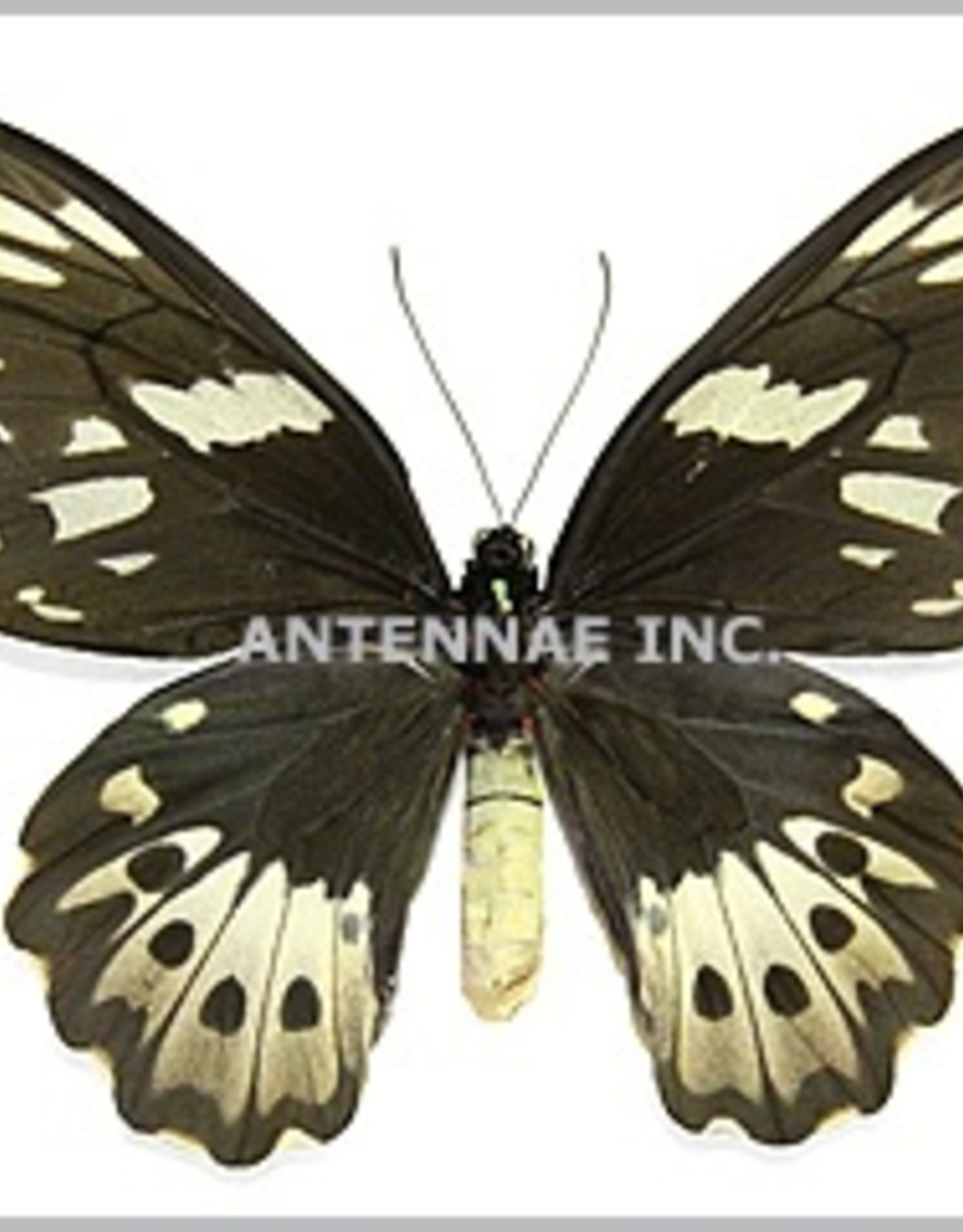 Ornithoptera priamus poseidon F A1 Arfak, Irian Jaya, Indonesia