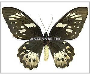 ornithoptera-priamus-poseidon-