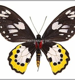 Ornithoptera paradisea arfakensis PAIR A1 Indonesia