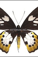 Ornithoptera paradisea arfakensis PAIR A1 Indonesia