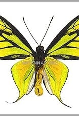 Ornithoptera paradisea arfakensis PAIR A1 Indonesia