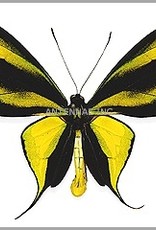 Ornithoptera paradisea arfakensis PAIR A1 Indonesia