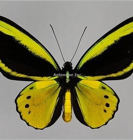 Ornithoptera croesus lydius x Ornithoptera priamus poseidon HYBRID PAIR A1 Indonesia