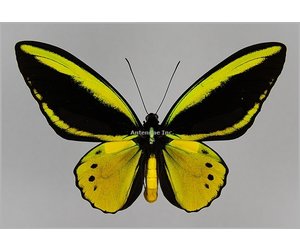 Ornithoptera croesus lydius x Ornithoptera priamus poseidon HYBRID