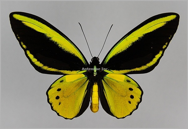 Ornithoptera croesus lydius x Ornithoptera priamus poseidon HYBRID