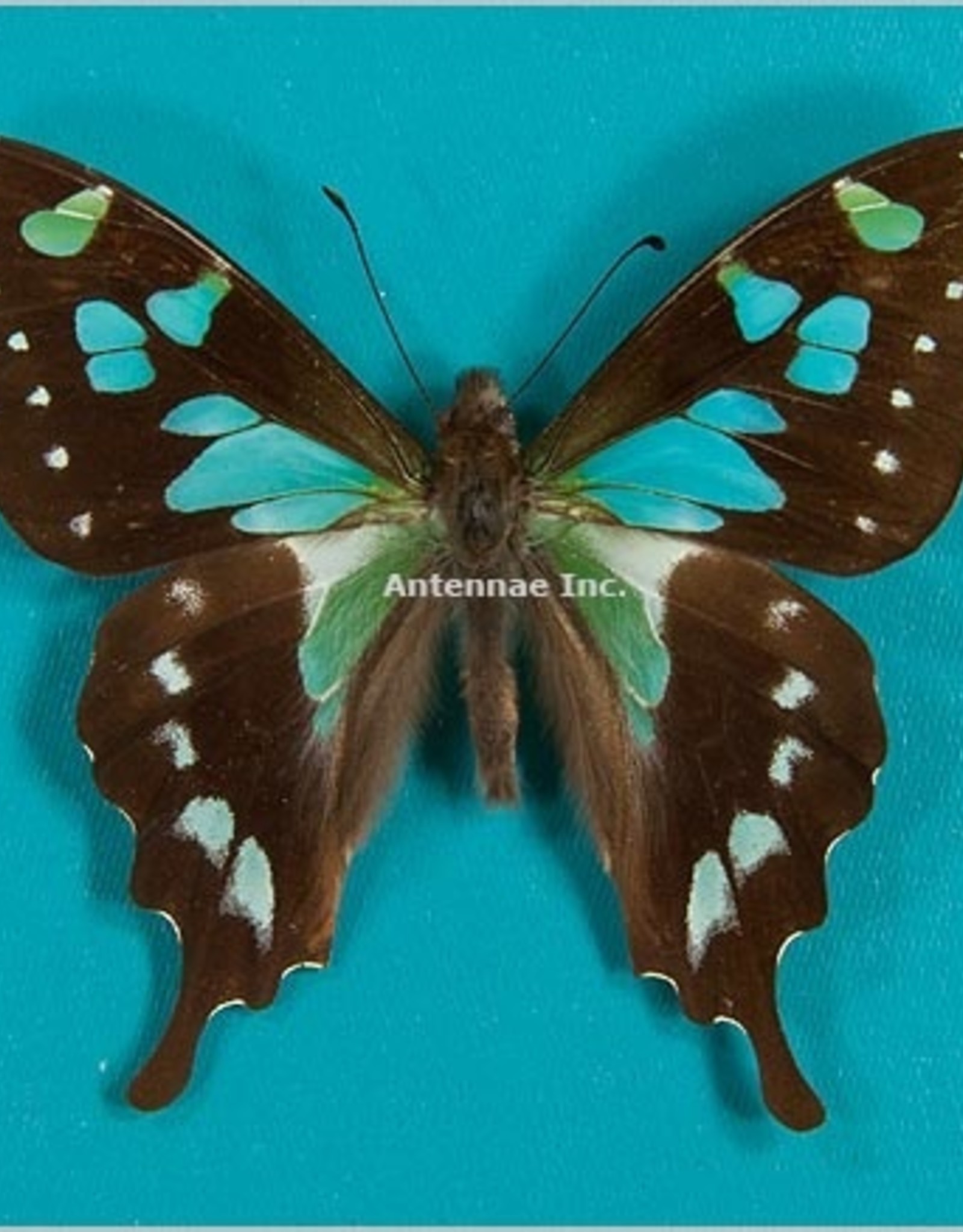 Graphium stresemanni M A1 Indonesia