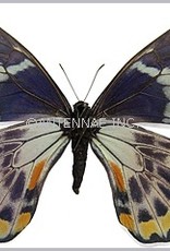 Papilio toboroi PAIR A1- Solomon Islands