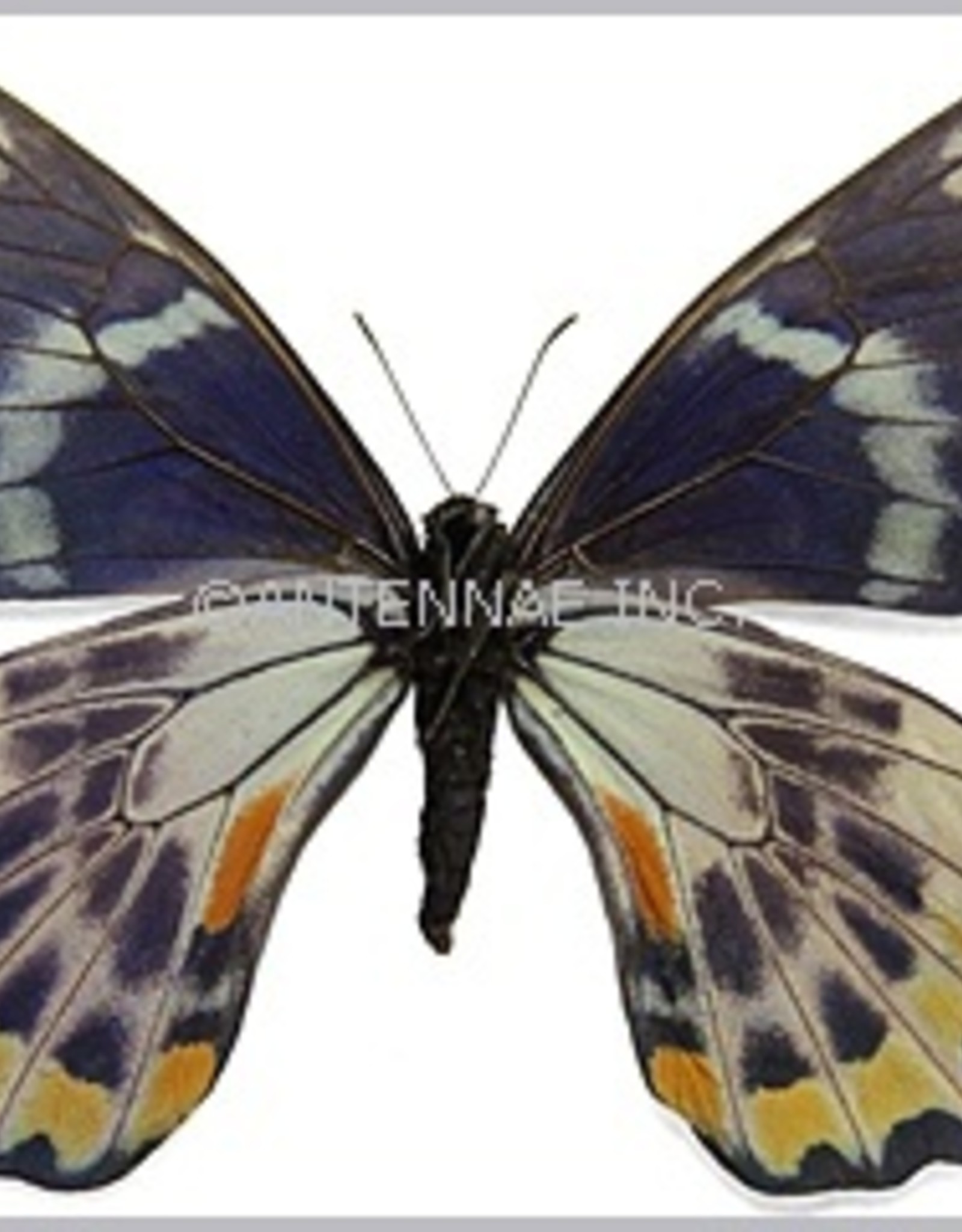 Papilio toboroi F A1- Solomon Islands