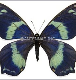 Papilio toboroi F A1/A1- Solomon Islands