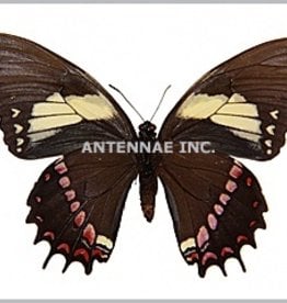 Papilio aristeus bitias M A1 UHV, Peru