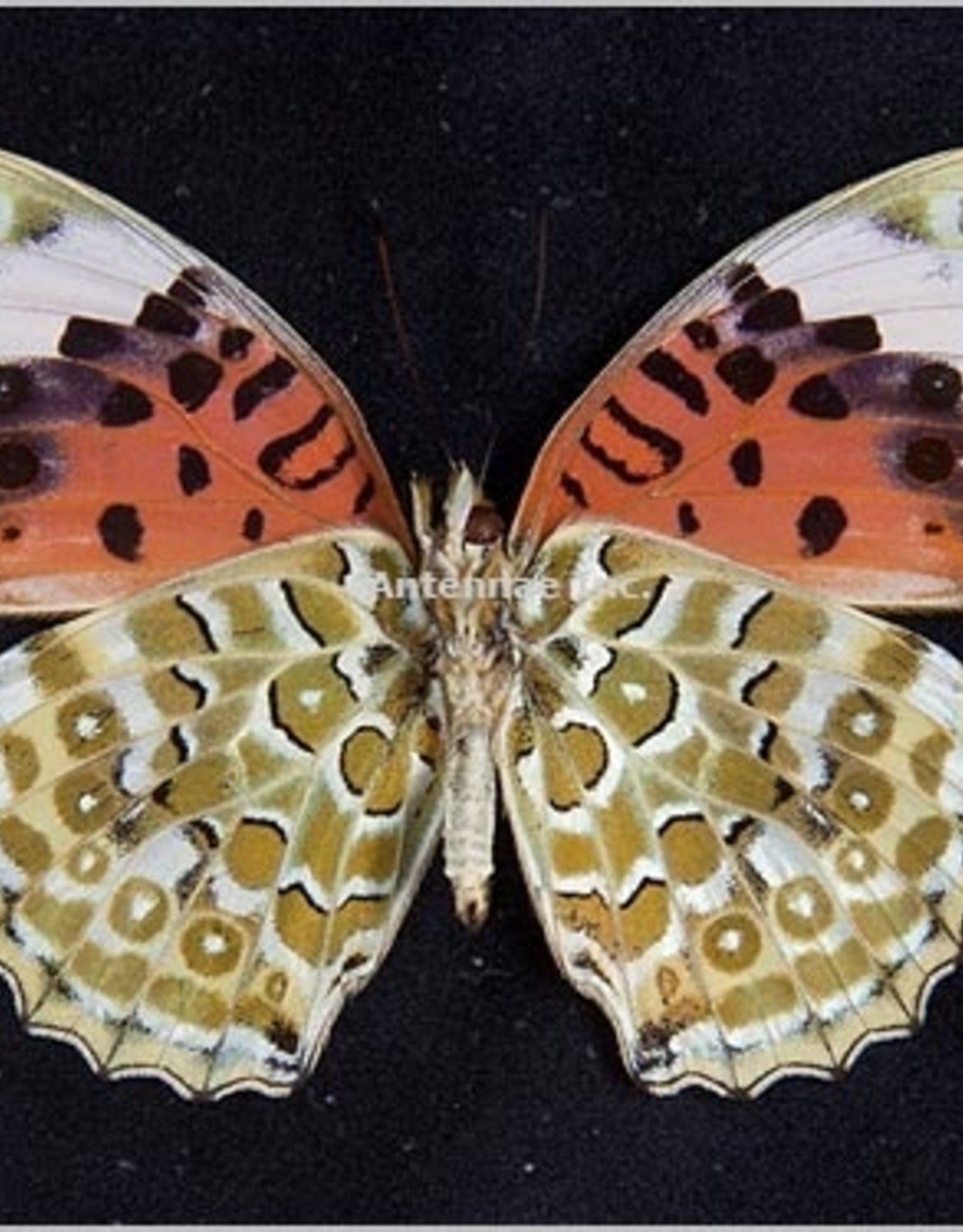 Argyreus hyperbius niugini PAIR A1 PNG