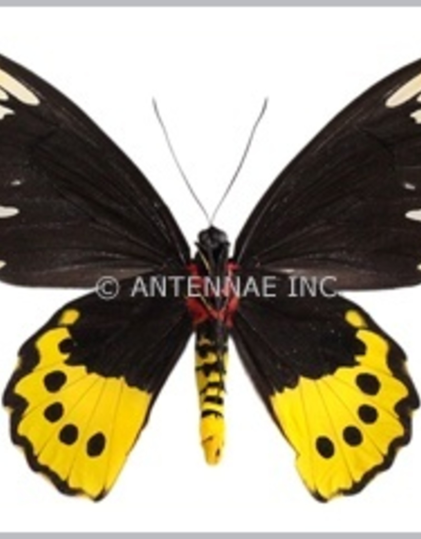 Ornithoptera paradisea chrysanthemum PAIR A1 Irian Jaya, Indonesia