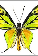 Ornithoptera paradisea occidentalis M A1 Irian Jaya, Indonesia